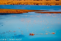 lac Magadi / lake Magadi