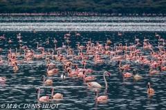 Lac Bogoria / lake Bogoria