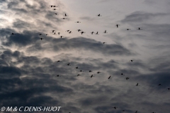 flamant nain / lesser flamingo