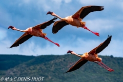 flamant nain / lesser flamingo