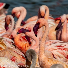 flamant nain / lesser flamingo