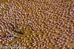 Lac Bogoria / lake Bogoria