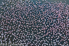 Lac Bogoria / lake Bogoria