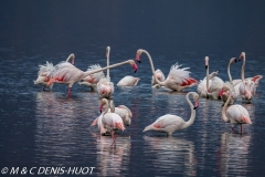 flamant rose / greater flamingo