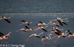 flamant rose / greater flamingo