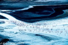 flamant nain / lesser flamingo