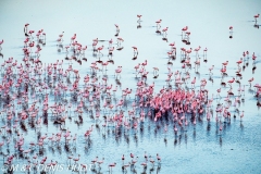 flamant nain / lesser flamingo