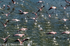 flamant nain / lesser flamingo