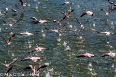 flamant nain / lesser flamingo