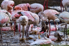 flamant nain / lesser flamingo