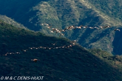 flamant nain / lesser flamingo