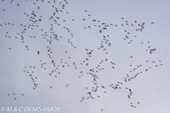 flamant nain / lesser flamingo