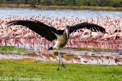 flamant nain / lesser flamingo