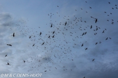 flamant nain / lesser flamingo
