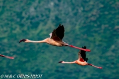 flamant nain / lesser flamingo