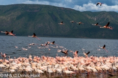 flamant nain / lesser flamingo