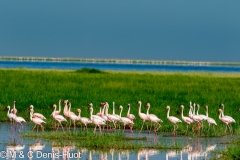 flamant nain / lesser flamingo