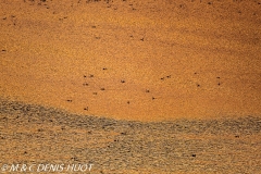 flamant nain / lesser flamingo