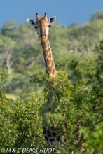 girafe du Sud / southern giraffe