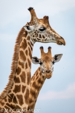 girafe Masai / Masai giraffe