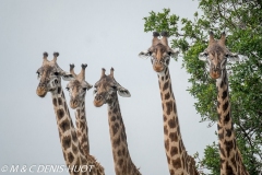 girafe Masai / Masai giraffe