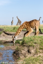 girafe Masai / Masai giraffe