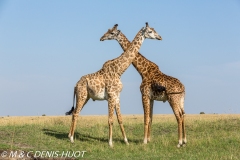 girafe Masai / Masai giraffe