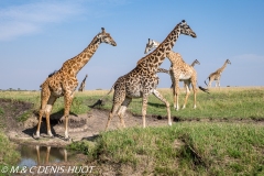 girafe Masai / Masai giraffe