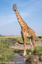 girafe Masai / Masai giraffe