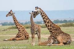 girafe Masai / Masai giraffe