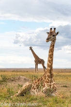 girafe Masai / Masai giraffe