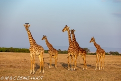 girafe Masai / Masai giraffe