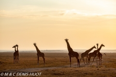 girafe Masai / Masai giraffe