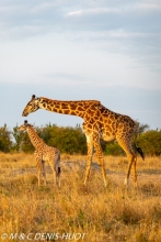 girafe Masai / Masai giraffe