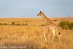 girafe Masai / Masai giraffe