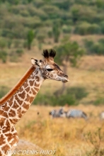 girafe Masai / Masai giraffe