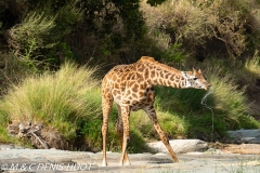 girafe Masai / Masai giraffe