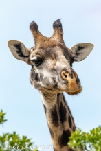 girafe Masai / Masai giraffe