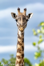 girafe Masai / Masai giraffe