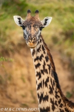 girafe Masai / Masai giraffe