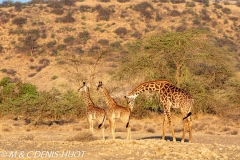 Masai giraffe