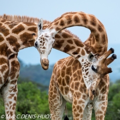 girafe masai / Masai giraffe