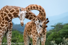 girafe Masai / Masai giraffe