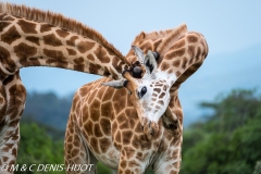 girafe Masai / Masai giraffe