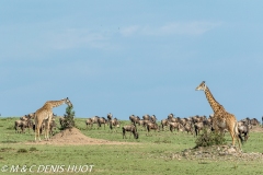 girafe Masai / Masai giraffe