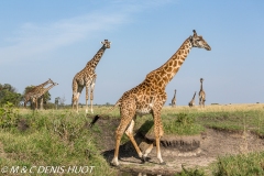 girafe Masai / Masai giraffe