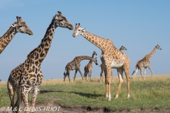 girafe Masai / Masai giraffe