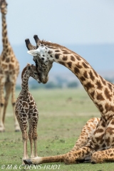 girafe Masai / Masai giraffe