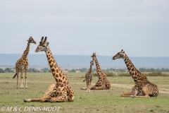 girafe Masai / Masai giraffe