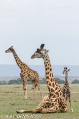 girafe Masai / Masai giraffe